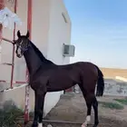 حصان شعبي كفو سبوق الطول 8 بلكات