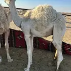 قعدان لبيع العمر5شهور
