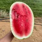 حبحب او بطيخ