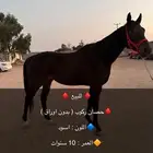 حصان ركوب من دون اوراق الاحساء