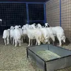 ذبايح أبو وصل -تيوس و خرفان   جودة تثقون بها وخدمة ترضيكم