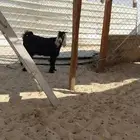 تيوس عوراض