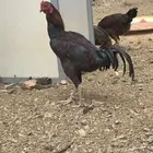 باكستاني