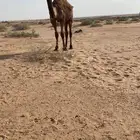 بكره للبيع مفروده تدخل حقه الشتاء ذا