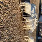 طليان جبره للبيع بيشة