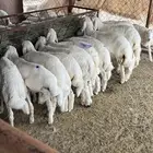 غنم للبيع جمله وتفريد وذبح وتوصيل