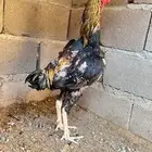 ديكه بكستانيه