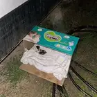 احتاج قطة مرضعه