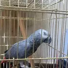 ببغاء كاسكو