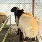 ذبايح حريات و نعيم
