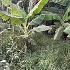 شتلات موز أمريكي قصير الموقع المخواه