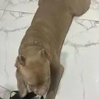 كلب حراسه وتربيه بجواز للبيع