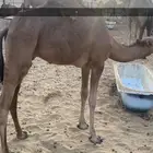 قعدان للبيع