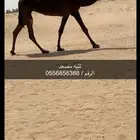 ثنيه مصعد كفوو