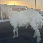 ذبيحه طلي حري نضيف ومغلق