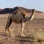 للبيع ضروبه