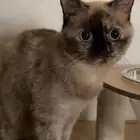 قطه للتبني بدون مقابل