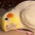 للبيع طير كروان ليتينو ذكر