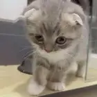قطط سكوتش فولد للبيع
