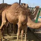 قعدان سواحل