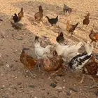 دجاج فروخ