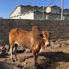 ثور فحل بلدي