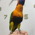 لوري رد كولارد (تم البيع)