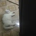 قط شيرازي