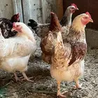 دجاج لهمان براون