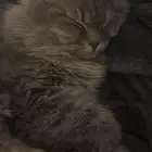 قطة