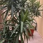 شجرة اليوكا للبيع