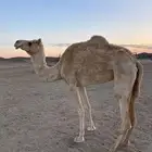ناقه للبيع او البدل