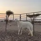 مشروع فاخر صنف ابوه ولد اليورو من حلال صالح زويد الوذيناني