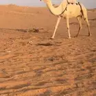 ضروبه وضح كفو