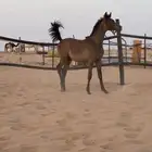 عرض فاخر مهرين عربيه اصيله جاهزه لتسجيل