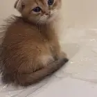 سكوتش كتنز للبيع