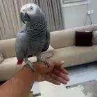 للبيع كاسكو اليف