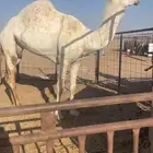 وضحا شاق ضريب