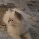 قط هملايا