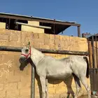 فرس
