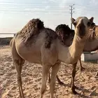 حاشي مفرود