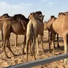 حاشي ذبح