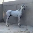حصان جمال معسوف