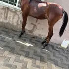 للبيع مهر واهو