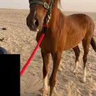 مهر واهو