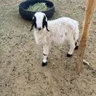 تيس ورخل للبيع