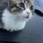 قطوه