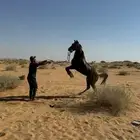 السلام عليكم عرض حصان للبيع