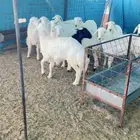 رخال حريه