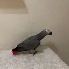 بغبغاء كاسكو